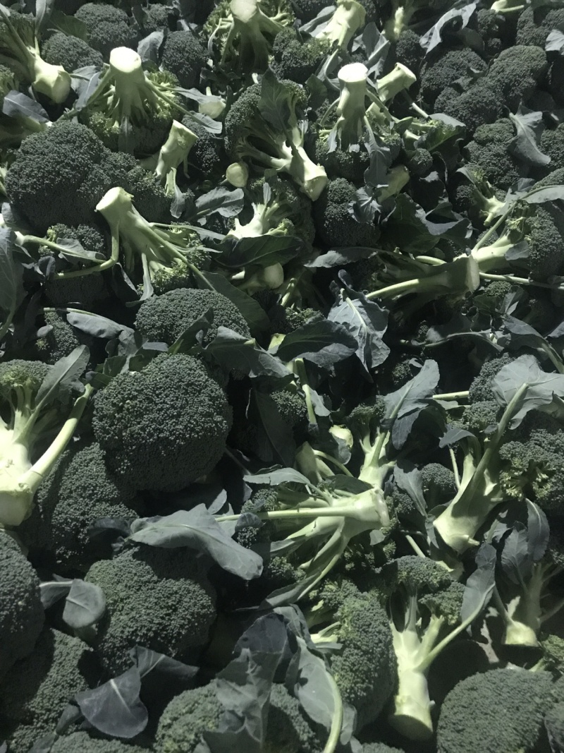 湖北西兰花自产自销支持视频在线看货线上交易