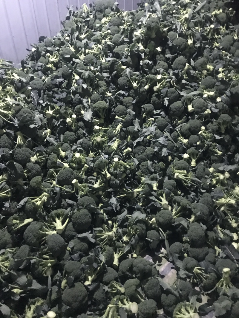 湖北西兰花自产自销支持视频在线看货线上交易