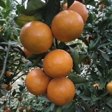 皇帝柑