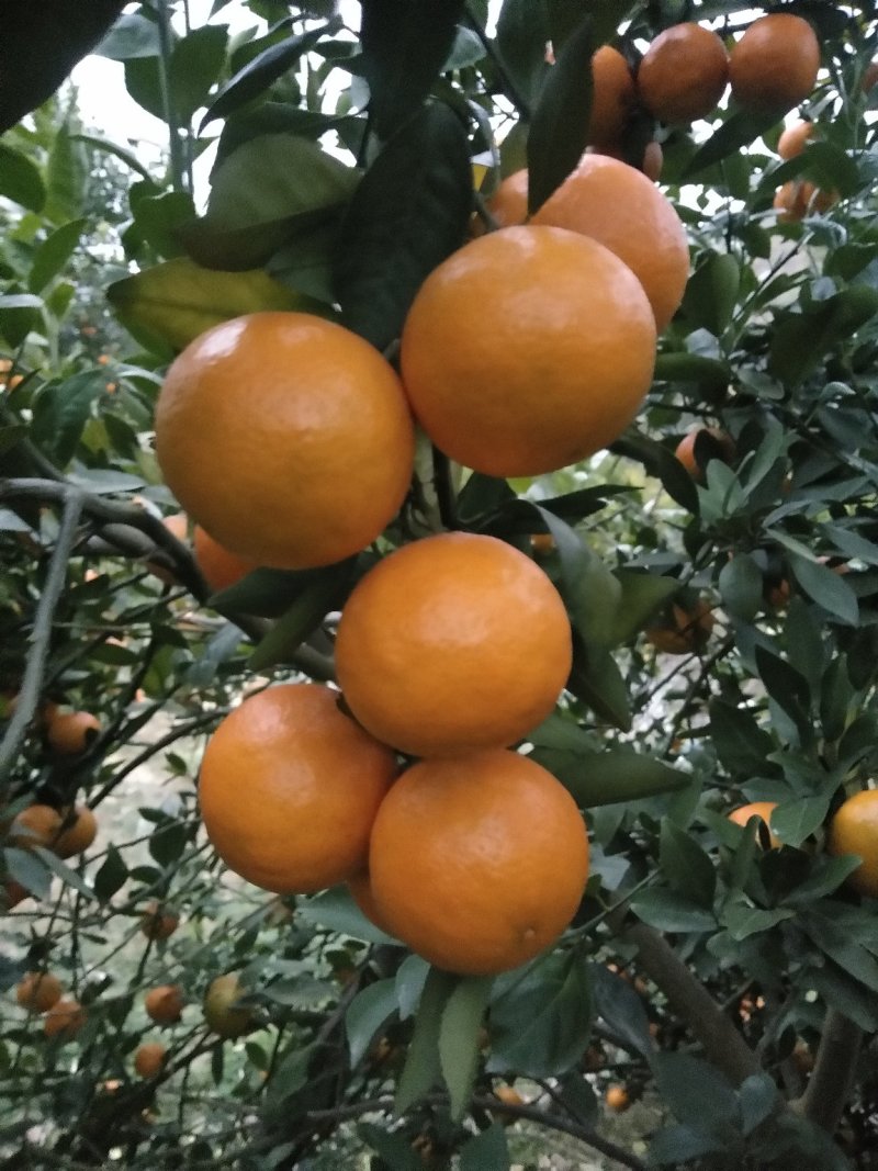 皇帝柑