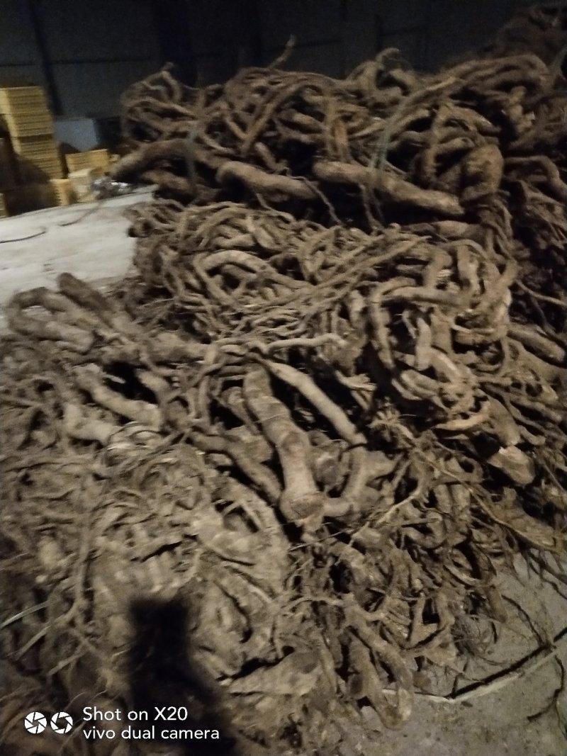 大量供应中药材，大小钻，小名黑老虎