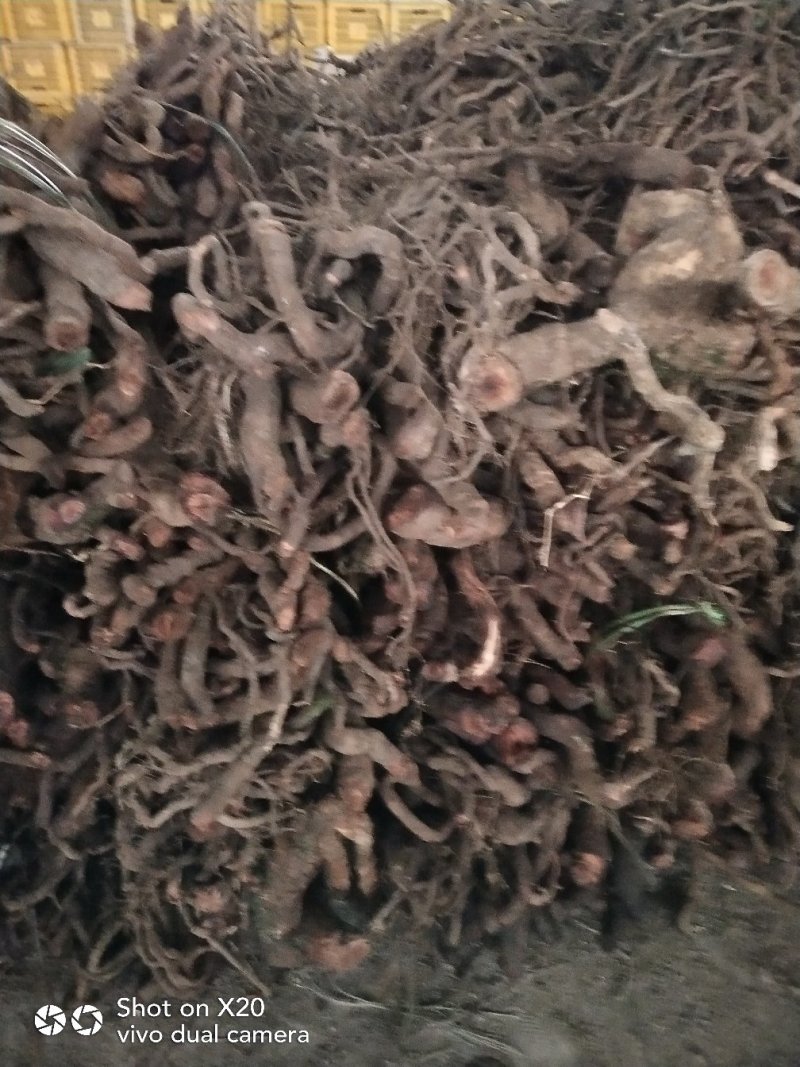 大量供应中药材，大小钻，小名黑老虎
