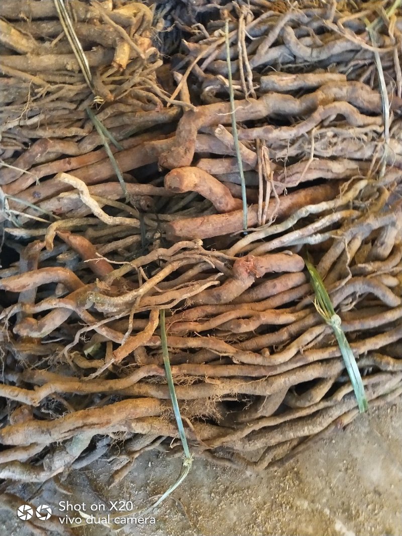 大量供应中药材，大小钻，小名黑老虎