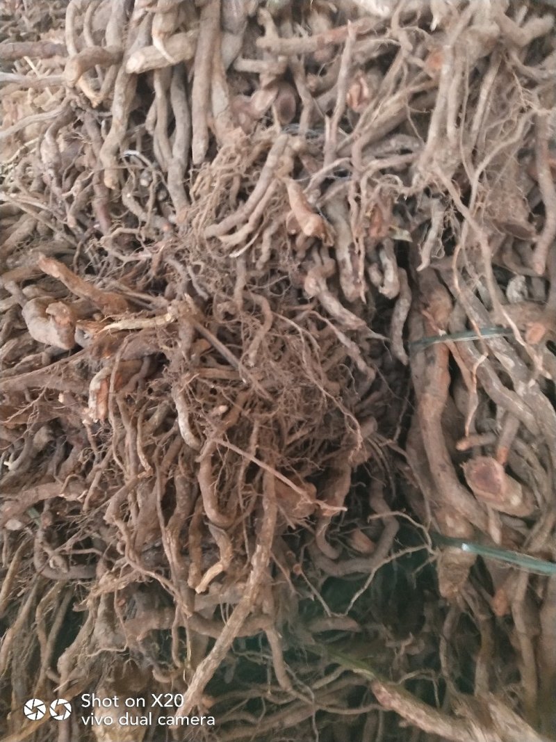 大量供应中药材，大小钻，小名黑老虎