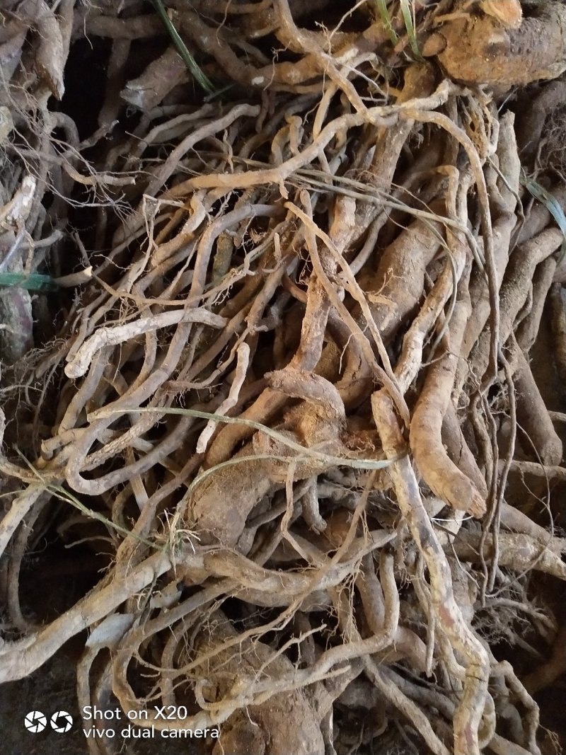 大量供应中药材，大小钻，小名黑老虎