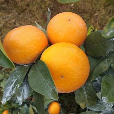 沃柑，水果，柑橘类，柑桔