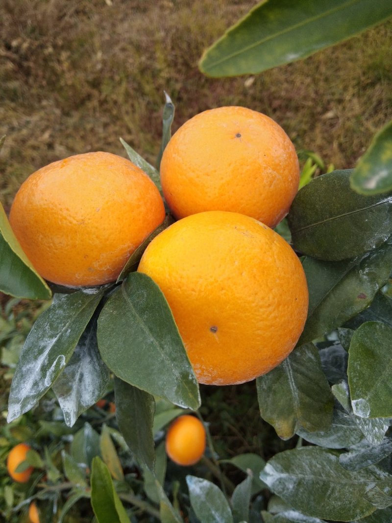 沃柑，水果，柑橘类，柑桔