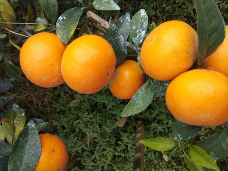 沃柑，水果，柑橘类，柑桔