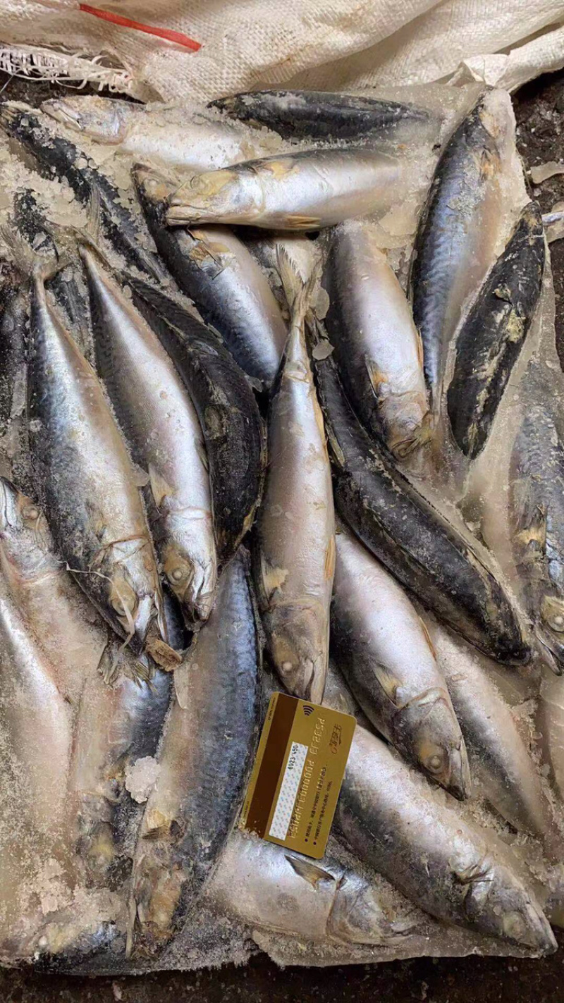 台鲅鱼一斤三四个头质量超好