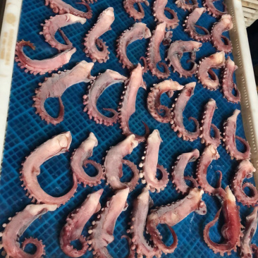 脆口鱿鱼须