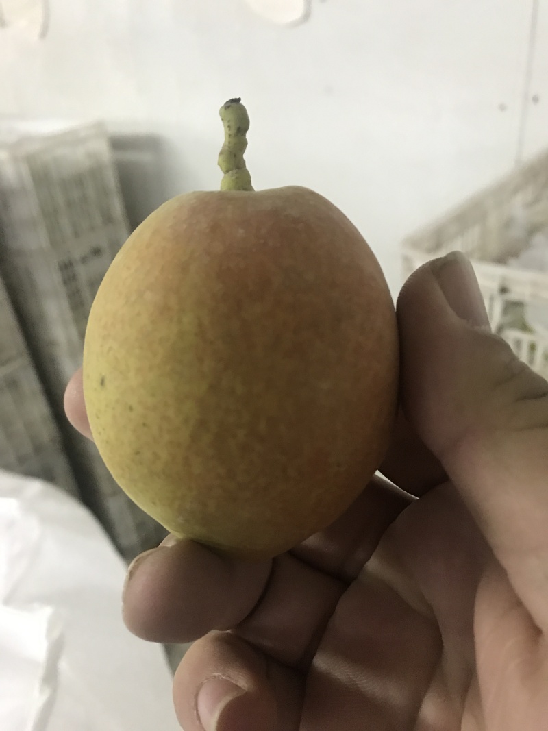 库尔勒香梨香梨库尔勒。新疆水果水果
