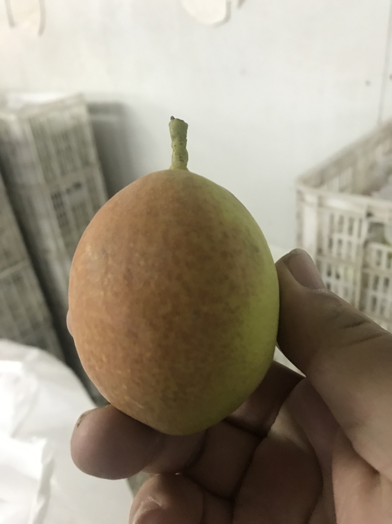 库尔勒香梨香梨库尔勒。新疆水果水果