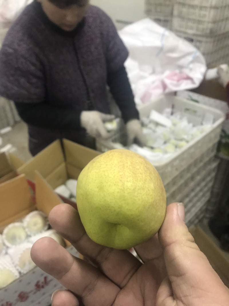 库尔勒香梨香梨库尔勒。新疆水果水果