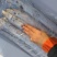 浙江舟山野生刀鱼