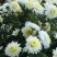 菊花苗，金丝黄菊，杭白菊，苏北菊，，，，