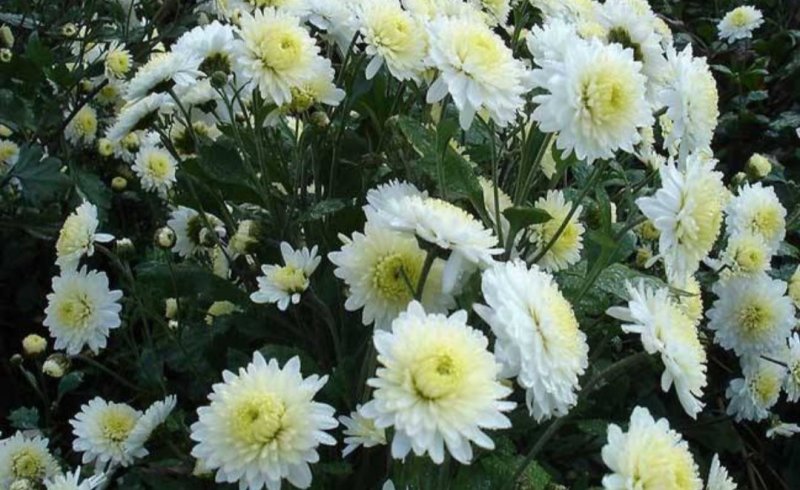 菊花苗，金丝黄菊，杭白菊，苏北菊，，，，