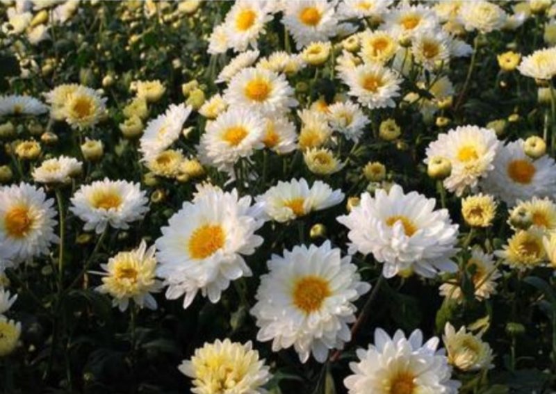 菊花苗，金丝黄菊，杭白菊，苏北菊，，，，