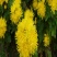 菊花苗，金丝黄菊，杭白菊，苏北菊，，，，