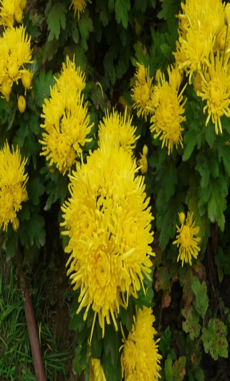 菊花苗，金丝黄菊，杭白菊，苏北菊，，，，