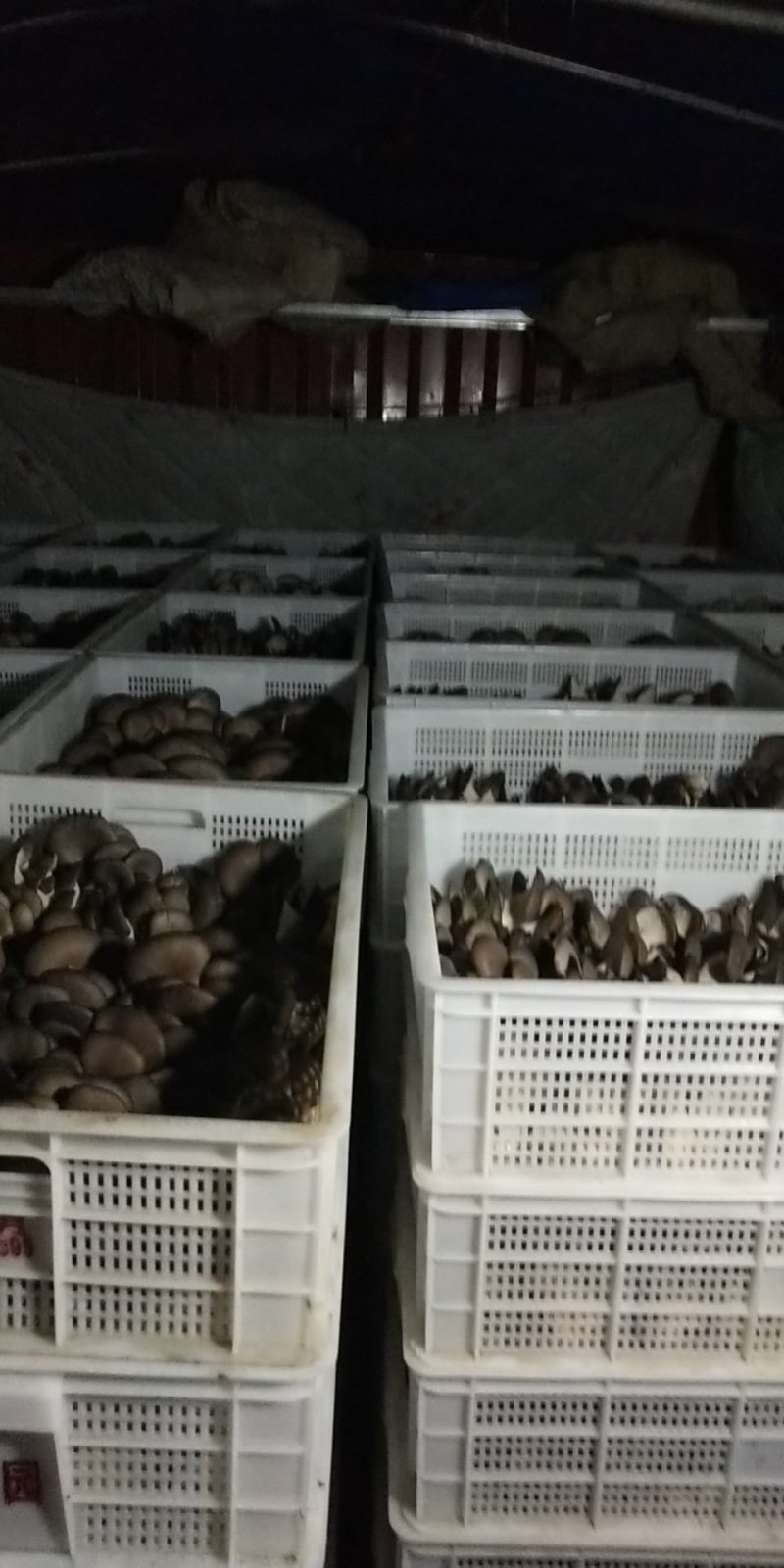 大量出售冬季平菇