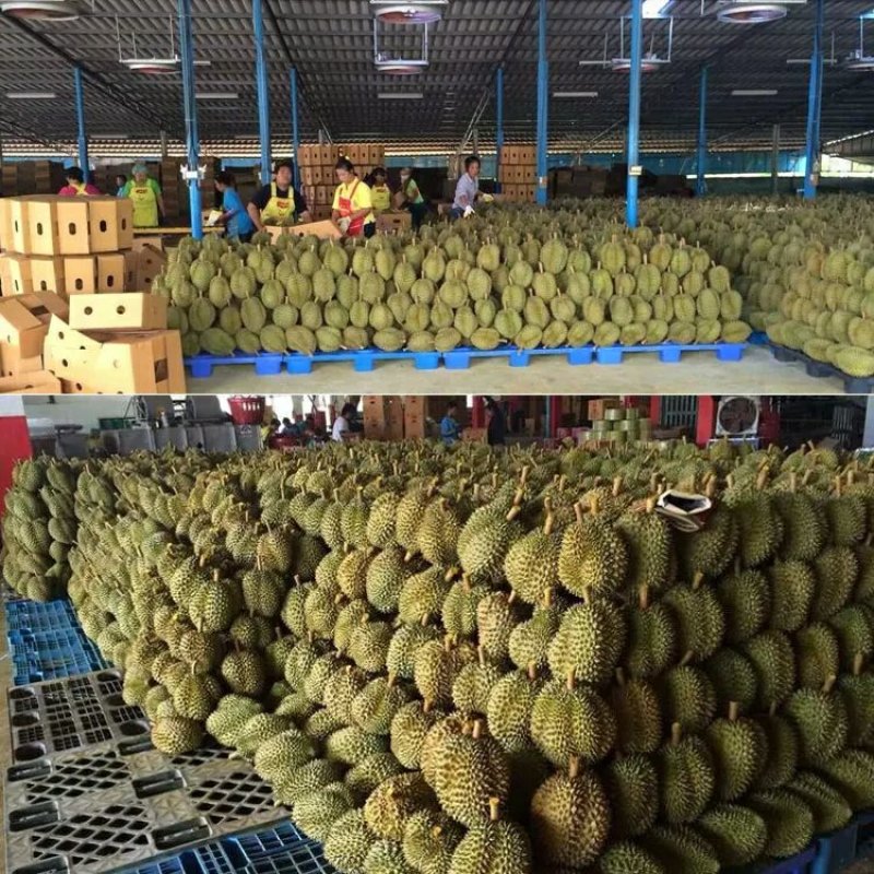 源头工厂批发品质泰国冻干榴莲干500g装金枕头榴莲2斤装