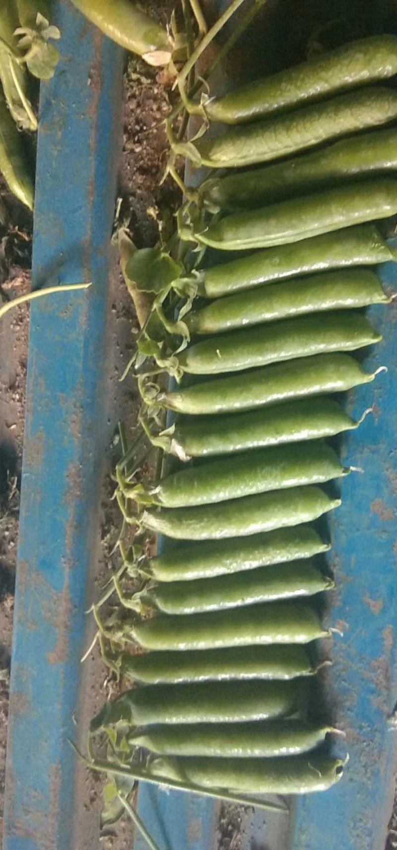 长寿碗豆