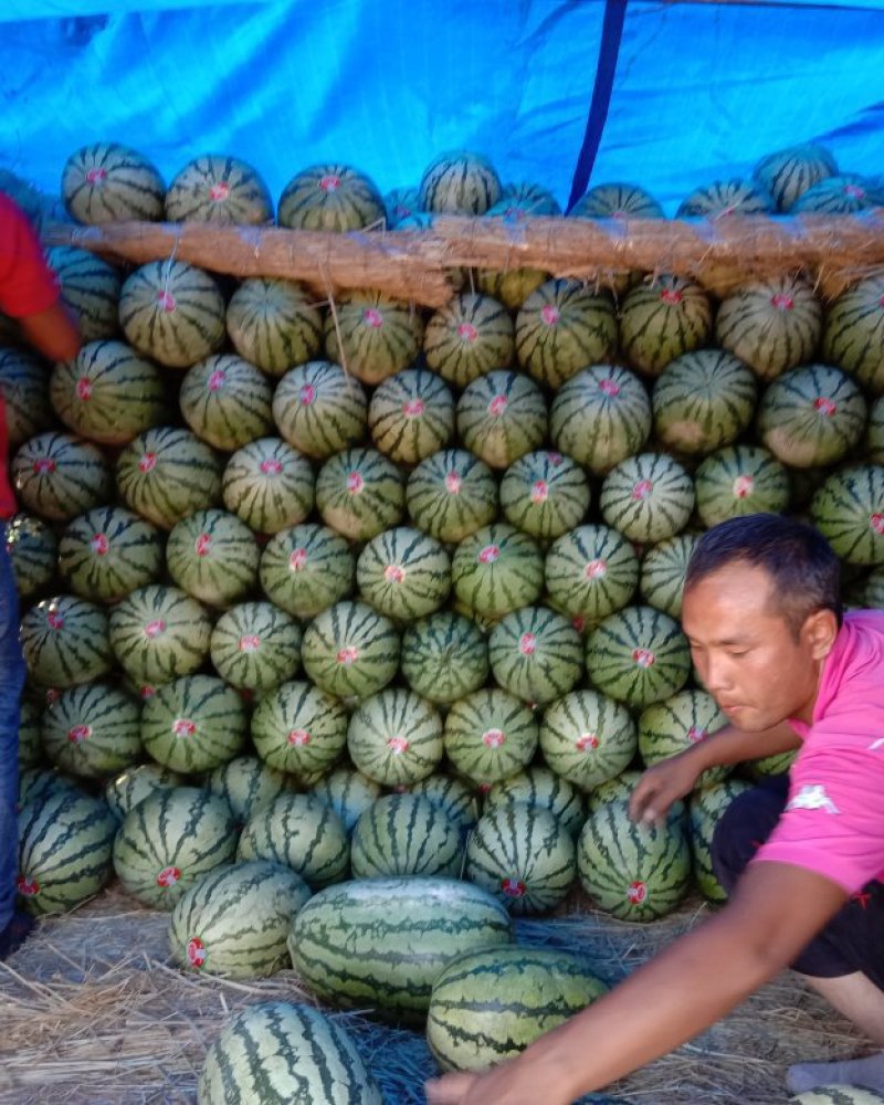 宁夏中卫硒砂瓜金城五号大量供应量大从优视频看货