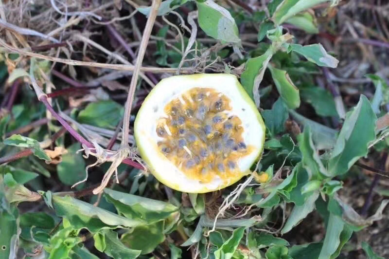 海南黄金百香果钦蜜九号黄皮百香果非福建