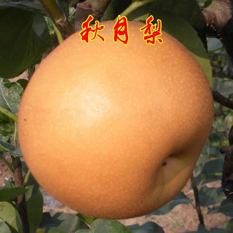 山东秋月梨树嫁接苗，当年结果酥红梨，香水梨，大黄梨