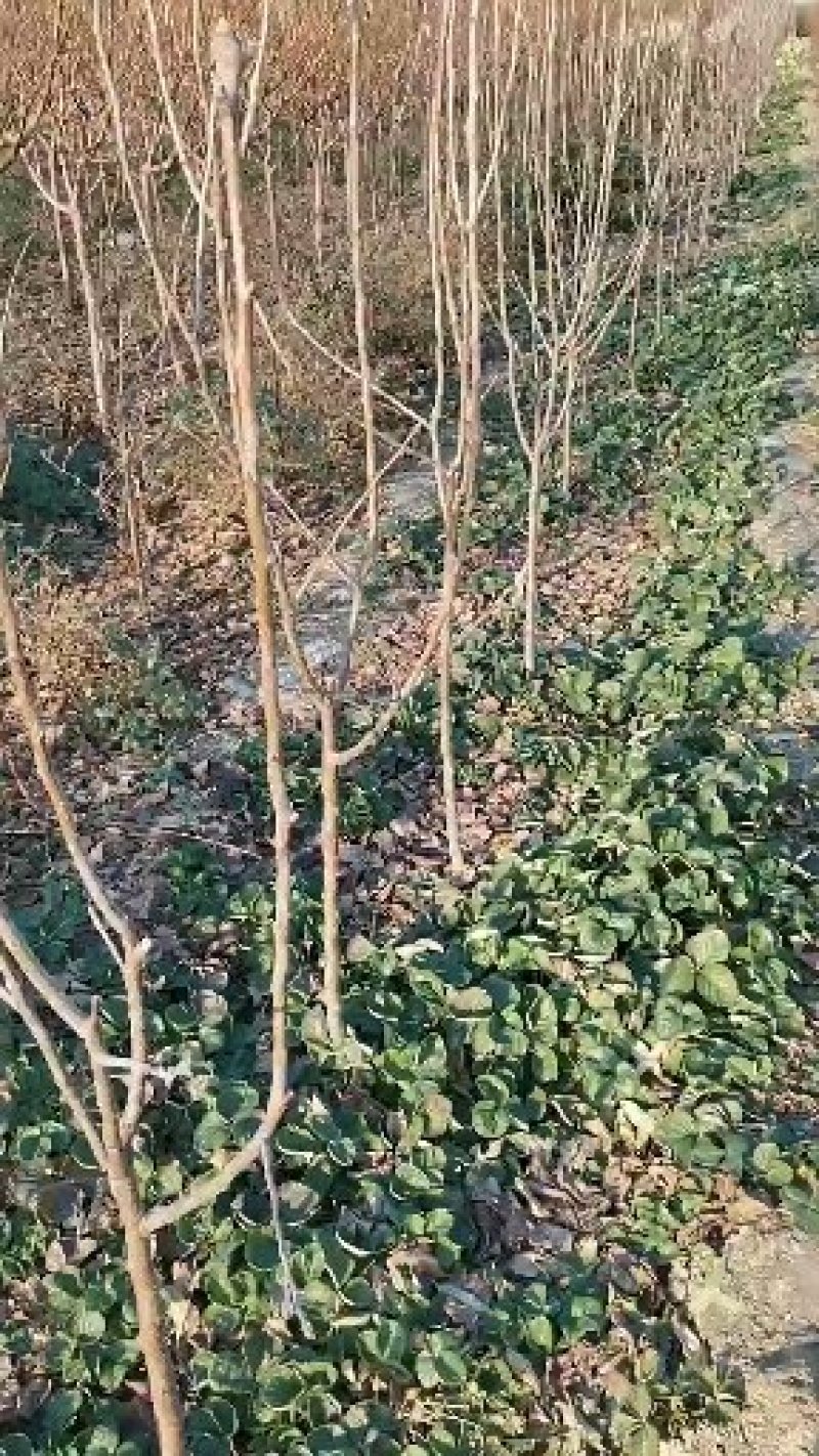 山东秋月梨树嫁接苗，当年结果酥红梨，香水梨，大黄梨