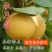 山东秋月梨树嫁接苗,当年结果酥红梨,香水梨,大黄梨