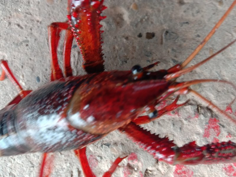 龙虾苗各种规格批发货源充足稳定【特种水产培育基地】直发