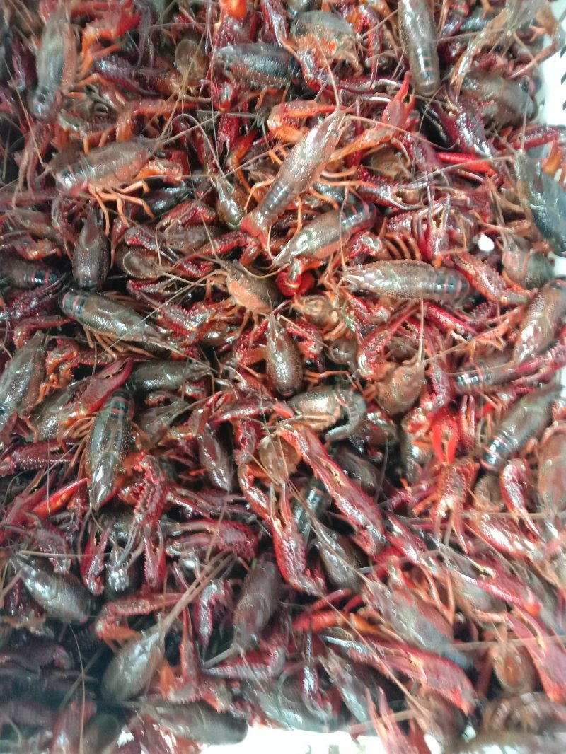 龙虾苗各种规格批发货源充足稳定【特种水产培育基地】直发