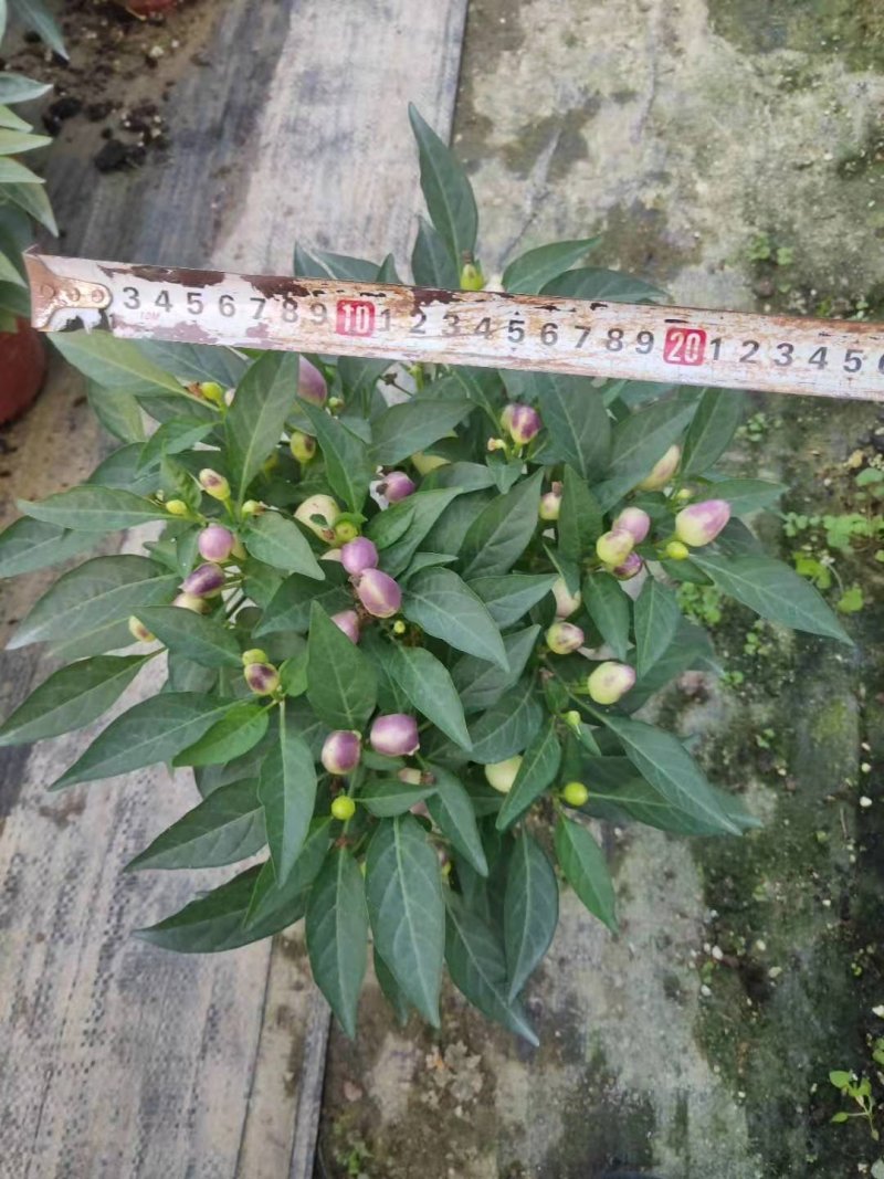 【五彩椒盆栽】果多型靓叶绿耐摆〔果可食用〕一件24盆