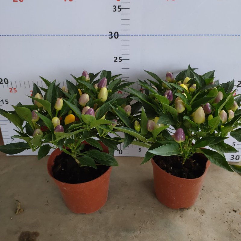 【五彩椒盆栽】果多型靓叶绿耐摆〔果可食用〕一件24盆