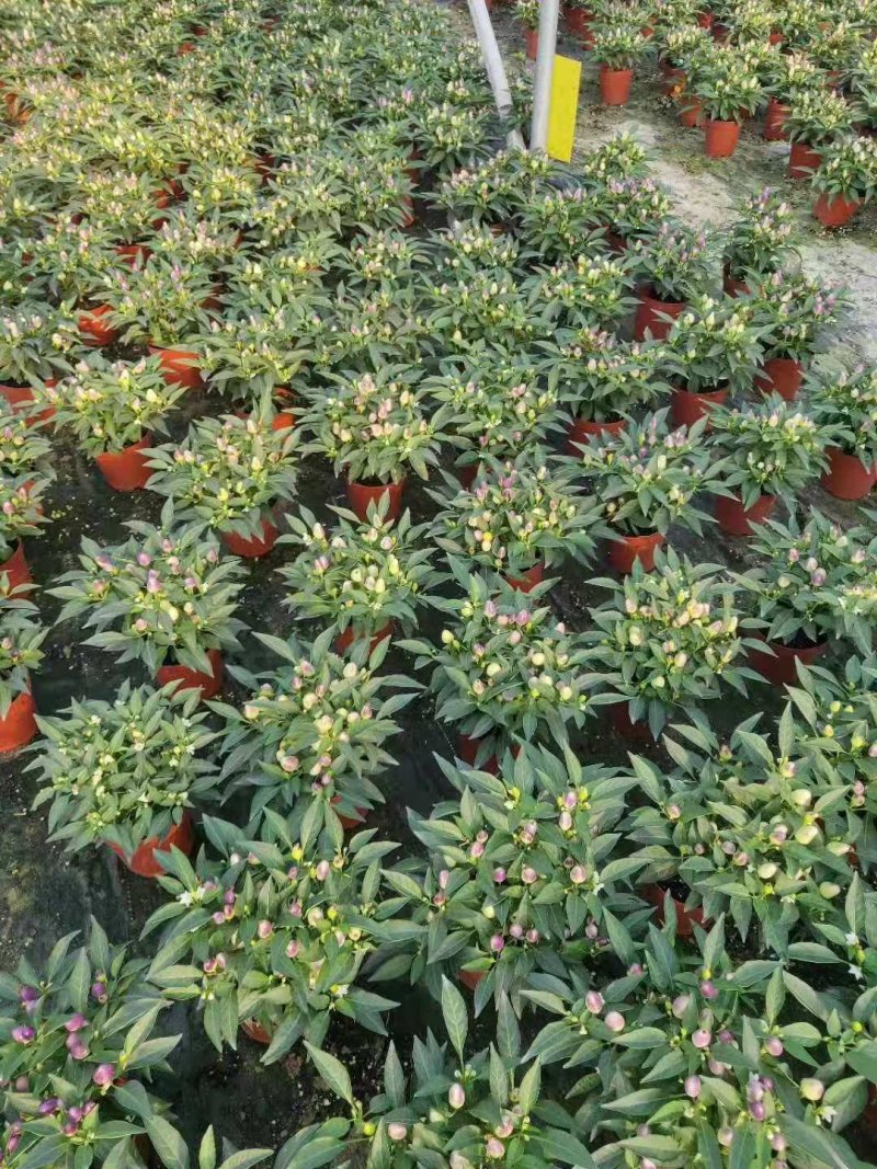【五彩椒盆栽】果多型靓叶绿耐摆〔果可食用〕一件24盆