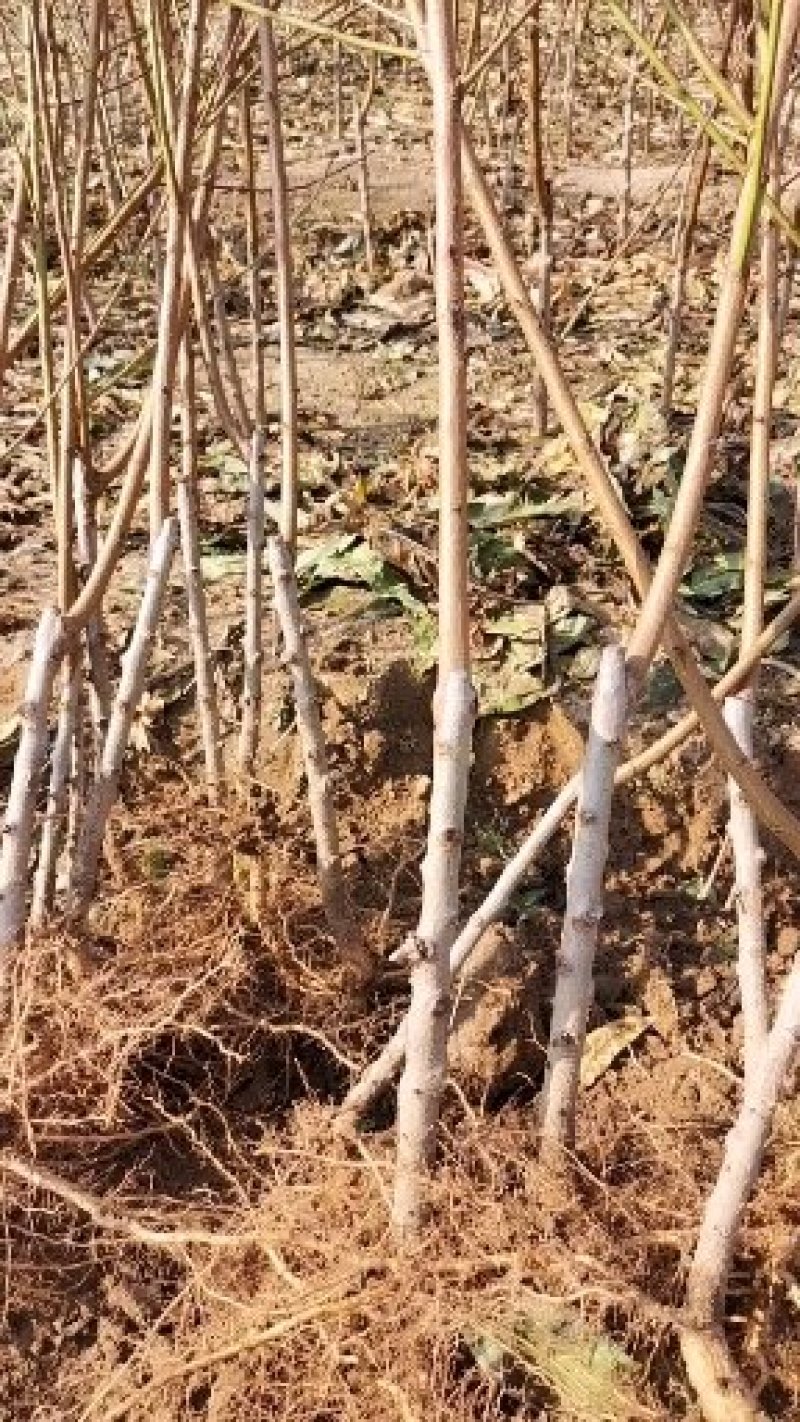嫁接黄桃桃树苗，自产自销，当年结果，现挖现卖保证纯度。