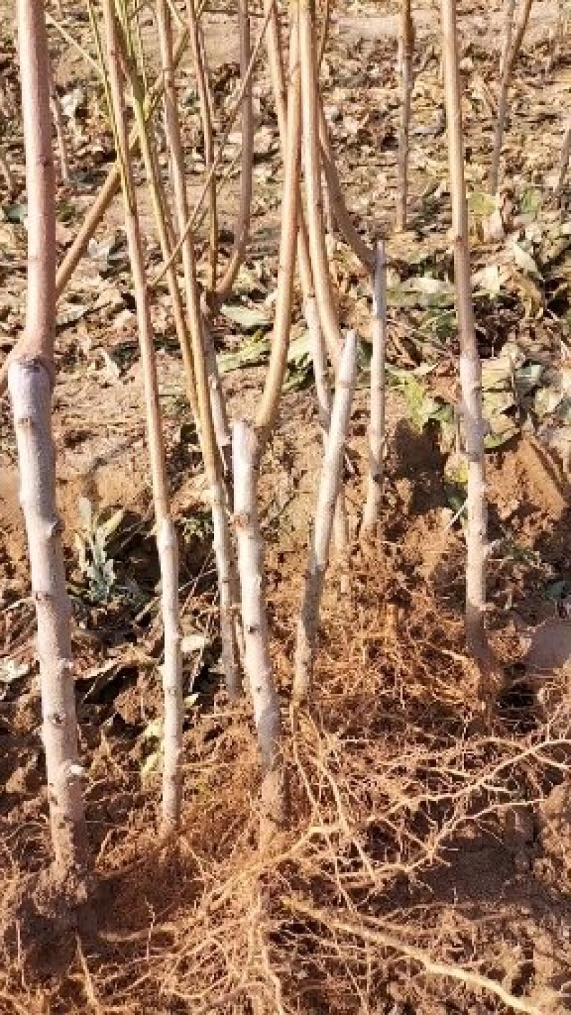 嫁接黄桃桃树苗，自产自销，当年结果，现挖现卖保证纯度。