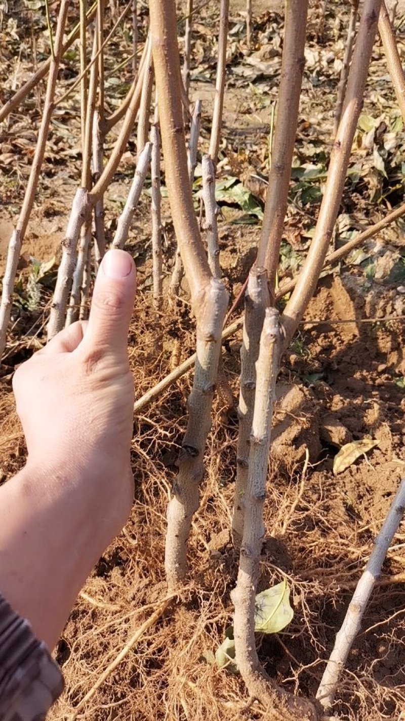 嫁接黄桃桃树苗，自产自销，当年结果，现挖现卖保证纯度。
