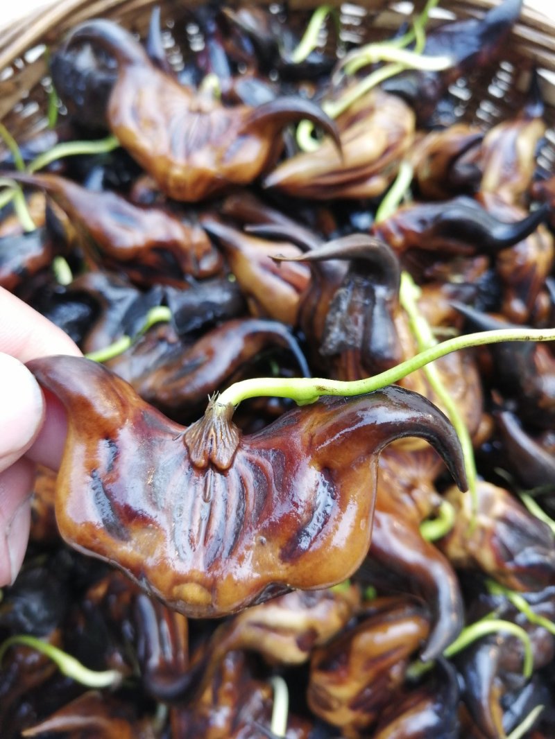 高产老菱角种子四季水生植物菱角苗高产大菱角种子