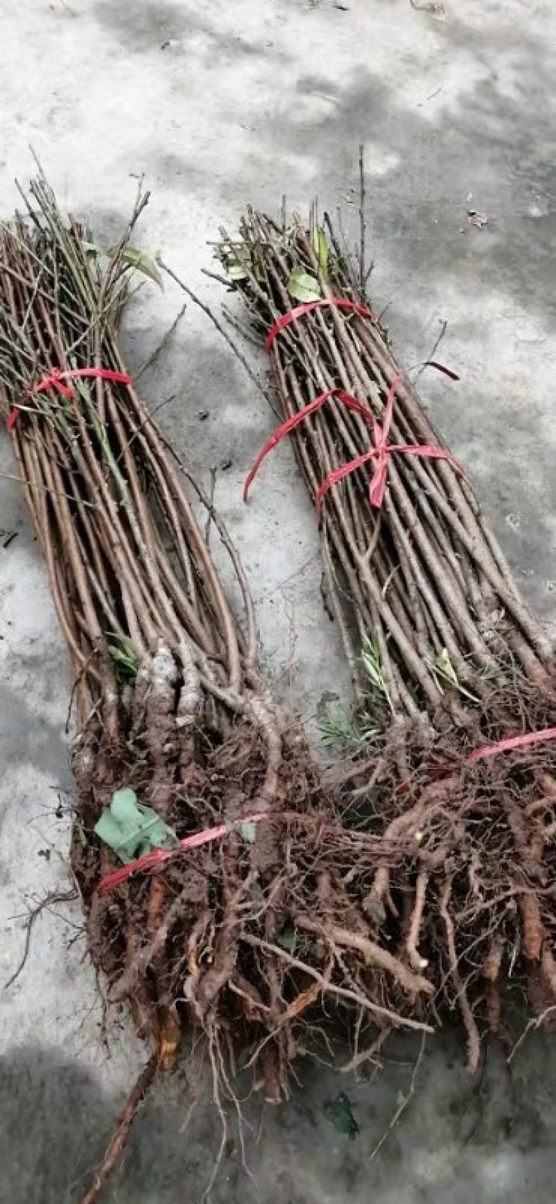 四川成都龙泉优质水蜜桃品种，市场畅销水果品种苗