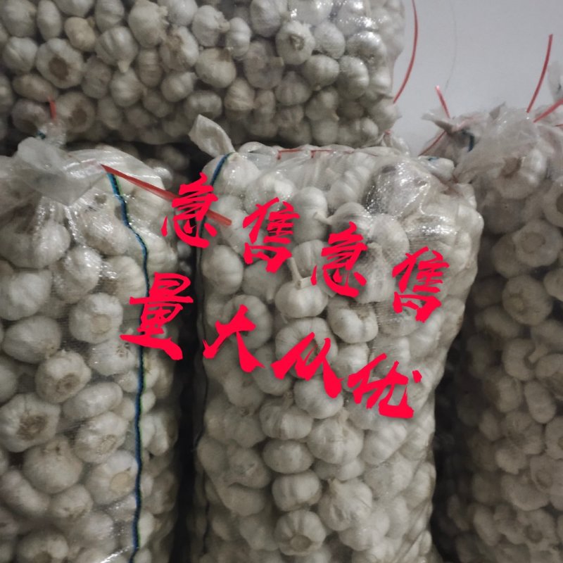 金乡大蒜个头大，质优价廉，市场专供，协助装车全国发货
