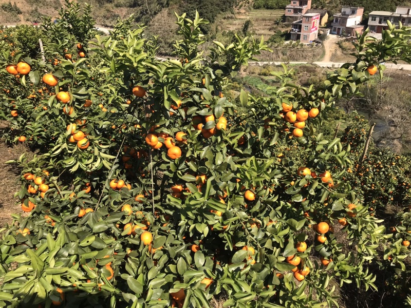 沙糖桔