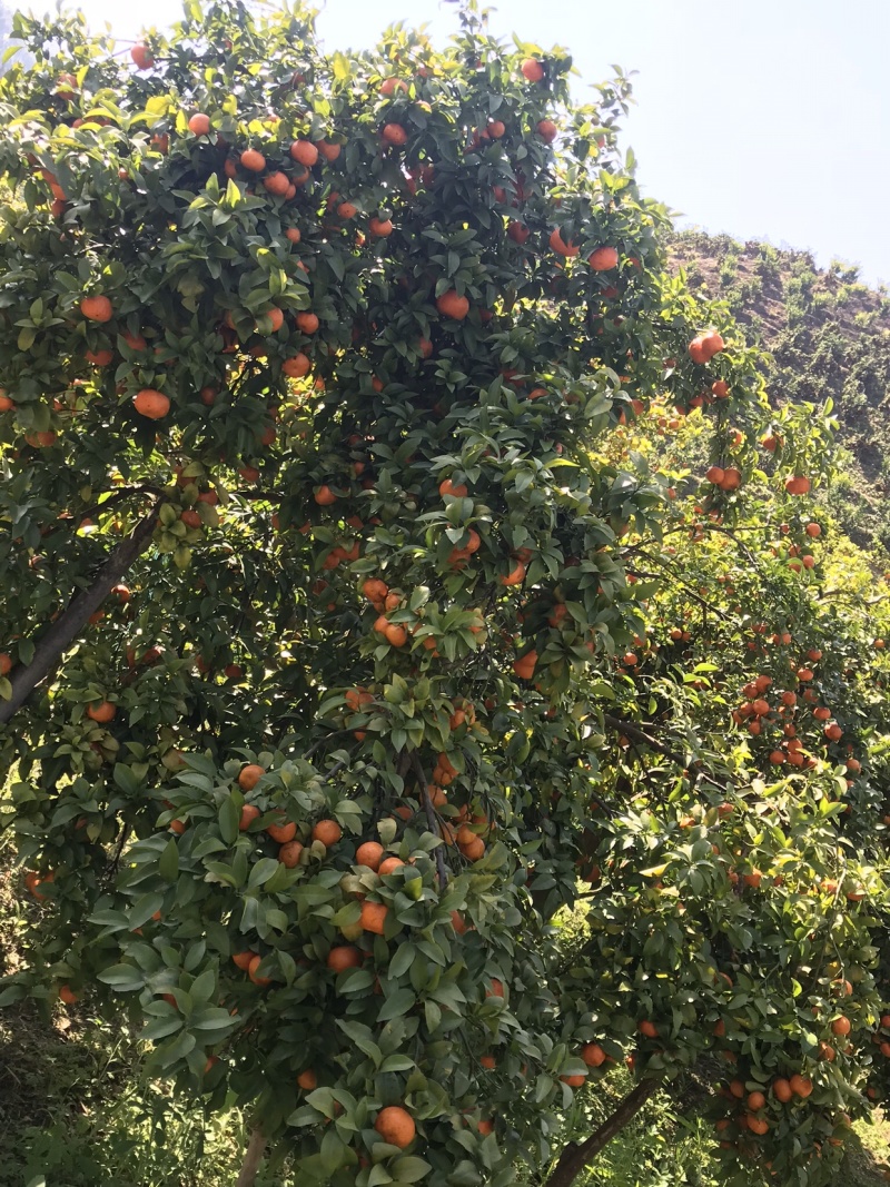 沙糖桔