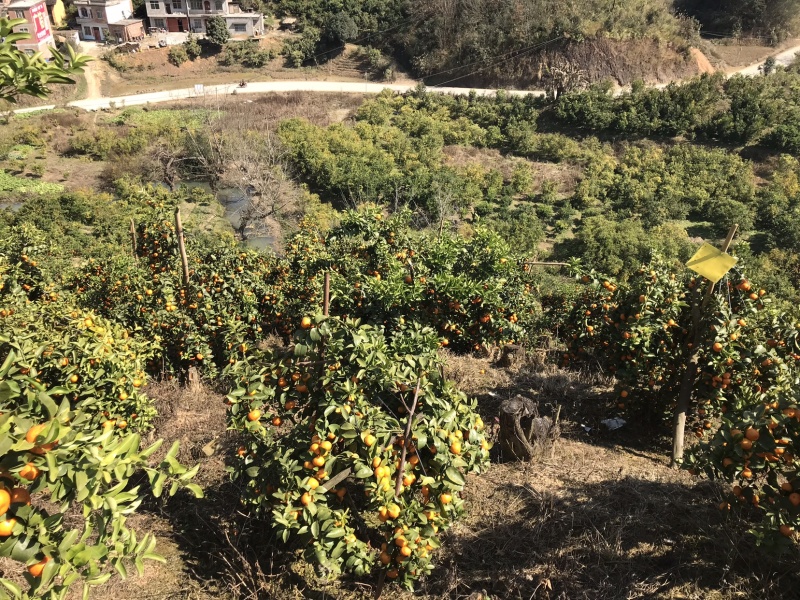 沙糖桔
