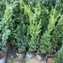 罗汉松罗汉松树苗罗汉松小苗珍珠盆栽金钻雀舌米叶印度红芽罗