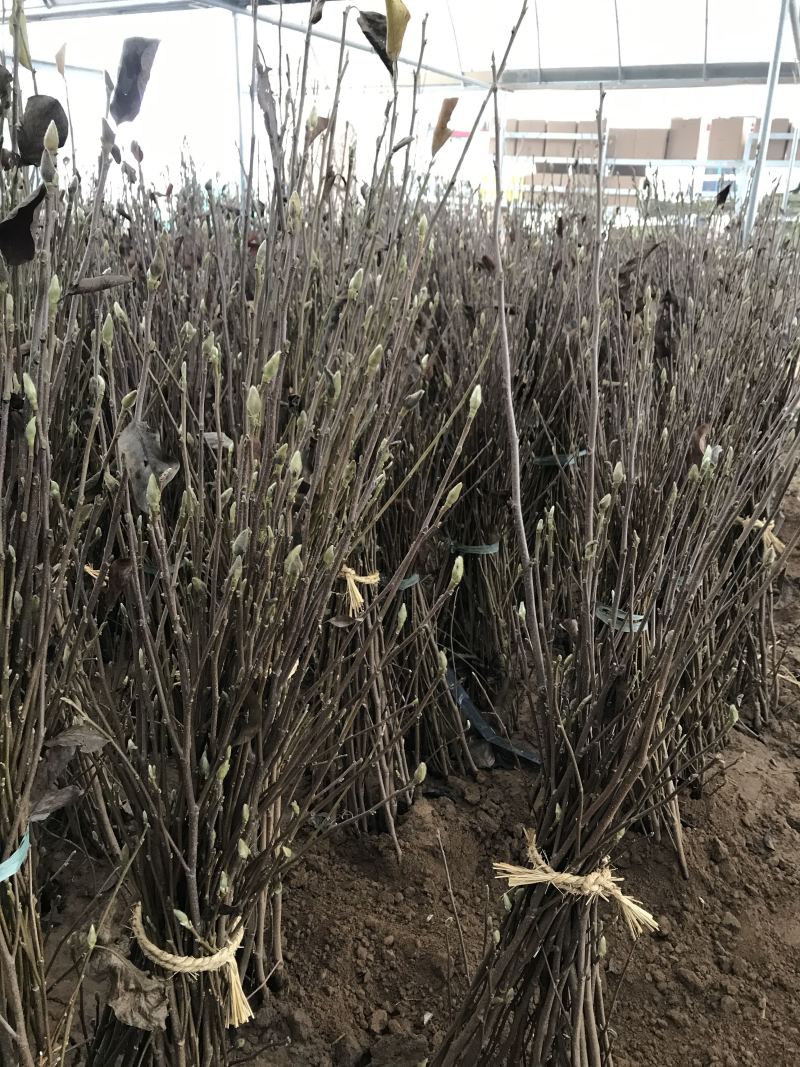 正宗玉兰苗免费包邮不与假货拼价格全部现挖现卖提供发票
