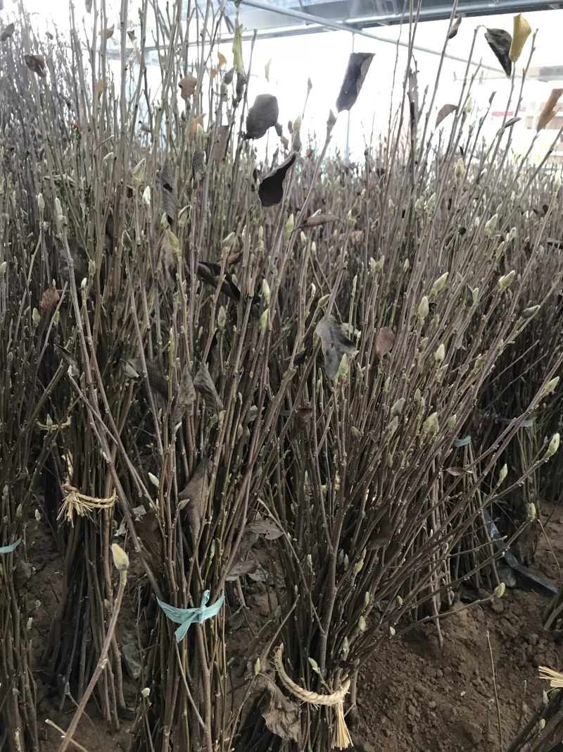 正宗玉兰树玉兰不与假货拚价格全部现挖现卖基地直销