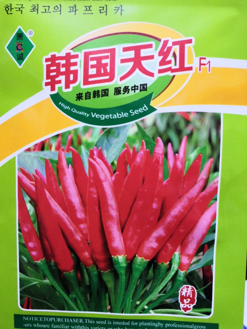 辣椒种子特辣韩国引进朝天椒种子优质高产早中熟朝天椒种子