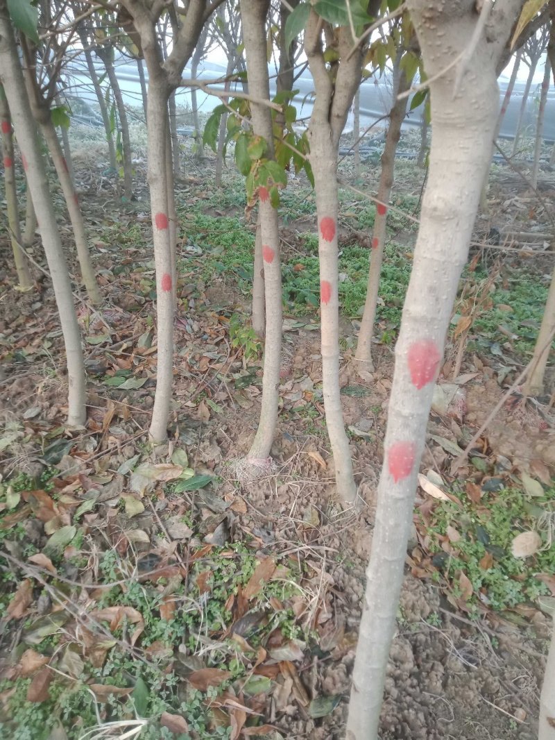 从生大腊梅独杆腊梅1一6公分